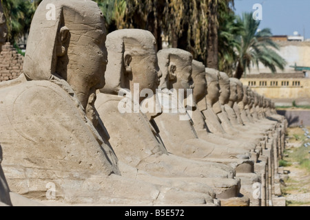 Avenue de Sphinx au temple de Louxor à Louxor Egypte Banque D'Images