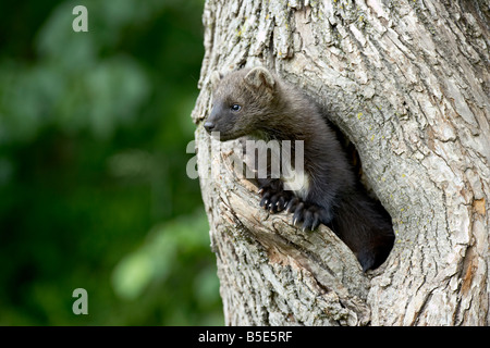 Bébé en captivité le pékan (Martes pennanti) dans un arbre, Grès, Minnesota, USA, Amérique du Nord Banque D'Images