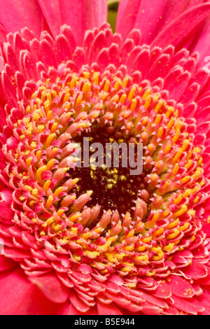 Gerbera rose fleur Banque D'Images
