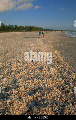 Ramasser des coquillages sur la plage de Bowman, Sanibel Island, Floride, USA, Amérique du Nord Banque D'Images