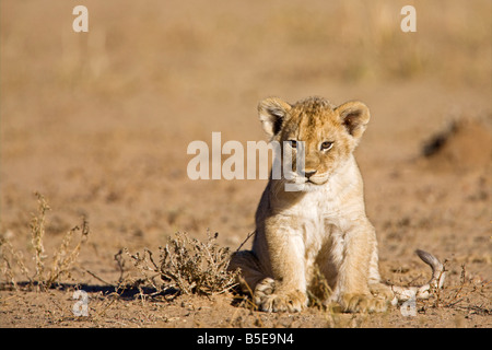 L'Afrique, la Namibie, l'African Lion cub (Panthera leo) Banque D'Images
