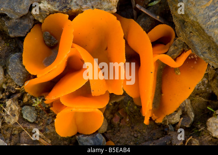 Orange Peel champignon Aleuria aurantia Peziza Roumanie Banque D'Images