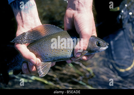 Un pêcheur de mouche est titulaire et publie une Ombre arctique Thymallus arcticus poisson qu'il vient de prendre d'une rivière sauvage en Alaska. Banque D'Images