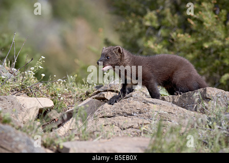 Bébé le pékan (Martes pennanti) en captivité, les animaux du Montana, Bozeman, Montana, USA, Amérique du Nord Banque D'Images