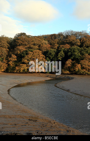 La vase à marée basse près de Pencalenick sur la rivière tresillian paroisse de St Clement Truro Cornwall England UK Banque D'Images