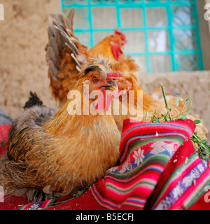 Drôles de poulets dans un petit village péruvien dans le Canyon de Colca, près de Arequipa Banque D'Images