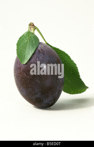 La prune de Damas, Damson prunier (Prunus domesticus) prune unique avec des feuilles studio photo Banque D'Images