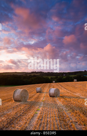 Balles de foin circulaire au moment de la récolte dans un champ Mid Devon en Angleterre Banque D'Images