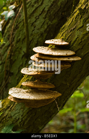 Champignon sur tronc d'arbre Banque D'Images