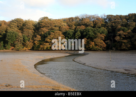 La vase à marée basse près de Pencalenick sur la rivière tresillian paroisse de St Clement Truro Cornwall England UK Banque D'Images