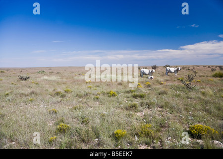 Vaches blanches sur prairie en Arizona, États-Unis Banque D'Images