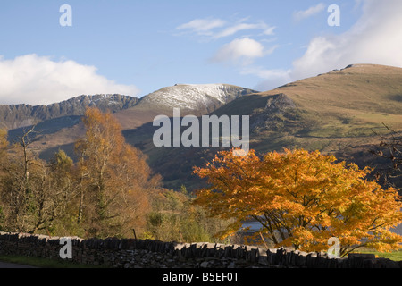 Acer arbre en automne couleur dans la vallée avec des montagnes de Nantlle Ridge dans le parc national de Snowdonia. Nantlle Gwynedd North Wales UK Banque D'Images