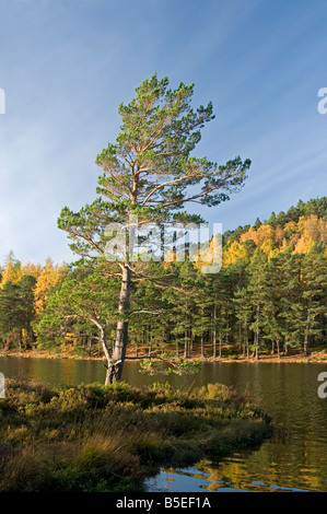 Loch an Eilein Rothiemurchus Strathspey Highland Inverness Ecosse Région 1087 SCO Banque D'Images