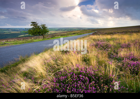 Heather Bell à côté d'un pays en pleine croissance lane sur Dunkery Hill Angleterre Somerset Exmoor National Park Banque D'Images