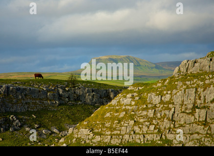 Pen-y-gent du Winskill, près de régler, Yorkshire du Nord, Yorkshire Dales National Park, England UK Banque D'Images