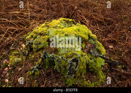 Mousses et lichens sur les vieux moignon dans nouvelle forêt en hiver avec dead bracken Banque D'Images