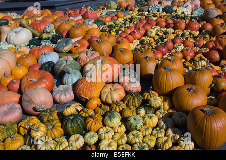 Suis Kürbisfest Waltherplatz en Italy. Festival de la citrouille dans la Piazza Walther à Bolzano Alto Adige Trentino Tyrol du Sud Südtirol Banque D'Images