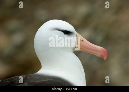 Portrait d'un albatros à sourcils noirs Banque D'Images