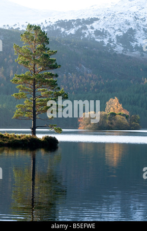 Loch an Eilein Rothiemurchus Strathspey Highland Inverness Ecosse Région 1091 SCO Banque D'Images