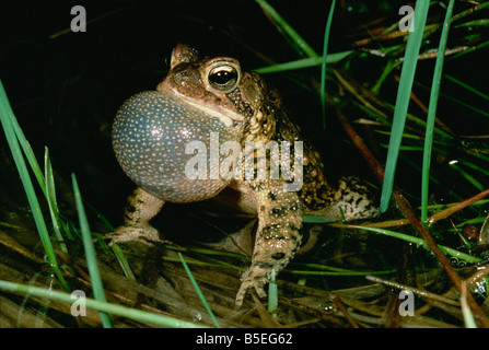 Crapaud mâle américain chantant, l'Est de la Pennsylvanie, en Amérique du Nord Banque D'Images