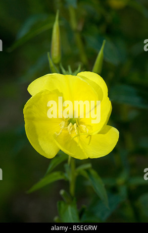 L'ONAGRE Oenothera fleur s'ouvre au crépuscule Banque D'Images