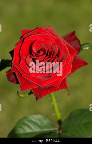 Une rose rouge dans la lumière du soleil Banque D'Images