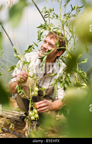 L'homme par les plants de tomates en serre Banque D'Images