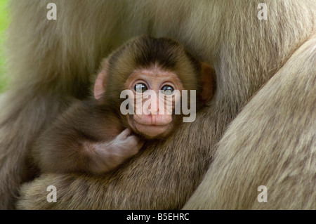 Fermoirs Mère singe Macaca fuscata neige nouveau-né au Japon Banque D'Images