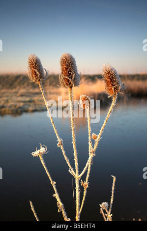 Cardère tête recouverte de glace dans de minuscules cystals en raison d'un froid givre sur le Herringfleet marais, Suffolk Banque D'Images