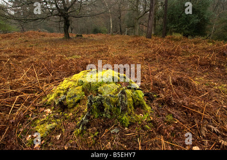 Mousses et lichens sur les vieux moignon dans nouvelle forêt en hiver avec dead bracken Banque D'Images