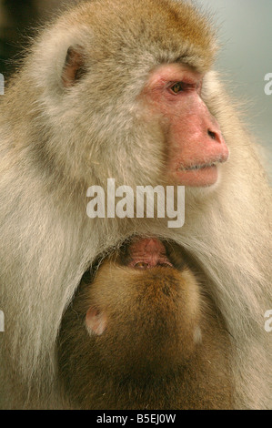 Mère macaque japonais Macaca fuscata suckling baby Jigokudani Monkey Park Shiga Heights l'île de Honshu au Japon en hiver Banque D'Images