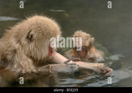 Jeune macaque japonais Macaca fuscata singe snow ou le toilettage mère dans une piscine chaude Jigokudani monkey park Japon Banque D'Images