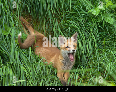 Le renard roux Vulpes vulpes cub et relaxant le bâillement Banque D'Images