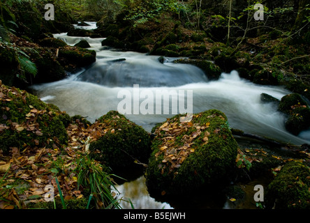 Une rivière à Kennal Vale Nature Reserve, Cornwall, UK, Ponsanooth Banque D'Images