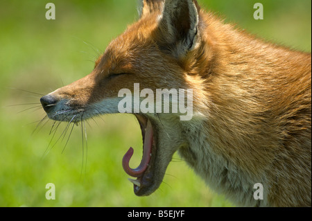 Le renard roux Vulpes vulpes le bâillement Banque D'Images