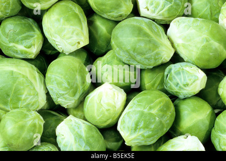 Chou de Bruxelles (Brassica oleracea var. gemmifera) Banque D'Images