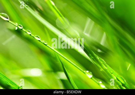 Fond naturel de brins d'herbe verte rosée, Close up Banque D'Images
