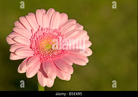 Gerbera rose montrant la symétrie radiale disque et rayons typiques de la famille des marguerites Banque D'Images