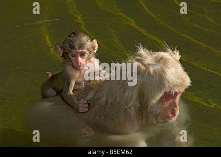 Mère macaque japonais Macaca fuscata avec gaines de bébé nouveau-né dans la piscine chaude Japon Banque D'Images