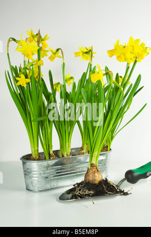 Jonquilles jaune dans des conteneurs métalliques Banque D'Images