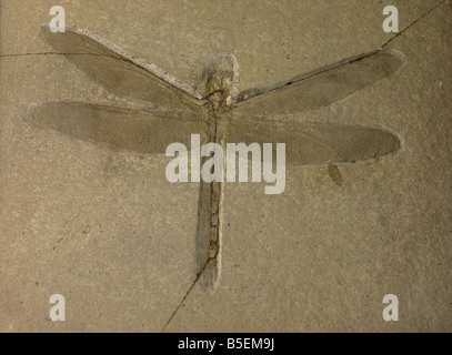 Fossile d'une libellule, d'âge carbonifère. aeschnogomphus Banque D'Images