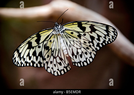 Arbre généalogique blanche papillon idée leuconoe nymphe, cerf-volant de papier, papier de riz tropical, avec ailes déployées dans l'habitat naturel Banque D'Images