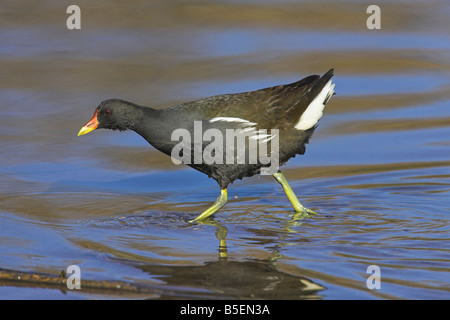 La Gallinule poule-d'eau Gallinula chloropus pataugeant dans l'eau peu profonde à Kalloni Lac Intérieur, Lesbos, Grèce en avril. Banque D'Images