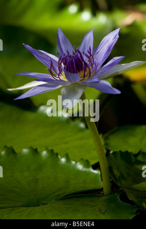 Nymphaea caerulea Lotus Bleu, est aussi connu sous le nom de bleu sacré Lily, ou le bleu égyptien Lily. Banque D'Images