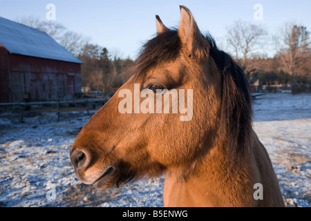 Une baie dun 'russe' Bashkir cheval avec fourrure d'hiver épais dans un champ d'hiver Banque D'Images