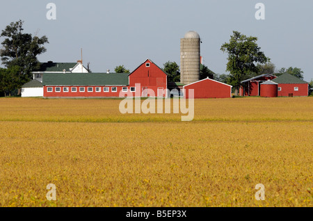 Les bâtiments de ferme et un champ de soya dans le Midwest des USA Banque D'Images