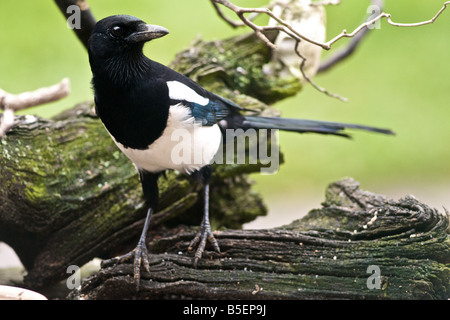 MAGPIE Pica pica membre de la famille résidant au Royaume-Uni Banque D'Images