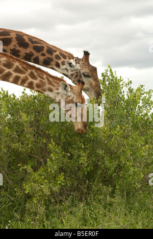 Les Girafes se nourrissent d'un arbre dans le Parc National Kruger, Afrique du Sud. Photo : Eva-Lotta Jansson Banque D'Images