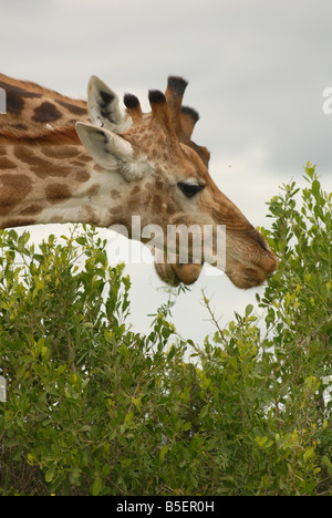 Les Girafes se nourrissent d'un arbre dans le Parc National Kruger, Afrique du Sud. Photo : Eva-Lotta Jansson Banque D'Images