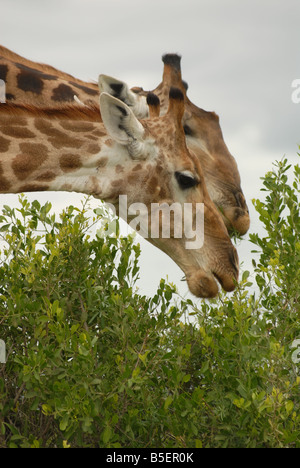 Les Girafes se nourrissent d'un arbre dans le Parc National Kruger, Afrique du Sud. Photo : Eva-Lotta Jansson Banque D'Images